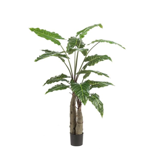 ALOCASIA PIANTA C/VASO 14LVS CM.150 VERDE ALOCASIA PIANTA C/VASO 14LVS CM.150 VERDE