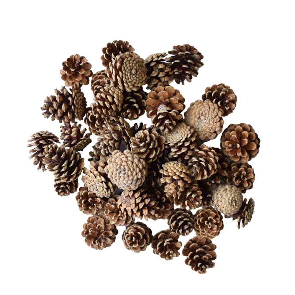 PIGNA AUSTRIACA KG.1 NATURALE