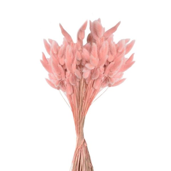 LAGURUS IN BUSTA A CONOGR.50 CM.60-70 ROSA ANTICO 65/P LAGURUS IN BUSTA A CONOGR.50 CM.60-70 ROSA ANTICO 65/P