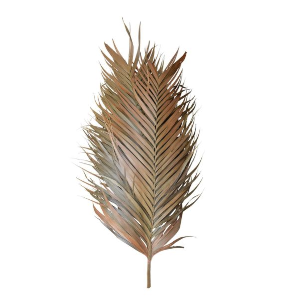 ARECA MAZZO PEZZI 7 CM.90/110 NATURALE ARECA MAZZO PEZZI 7 CM.90/110 NATURALE