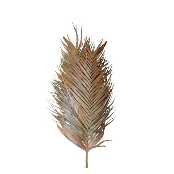 ARECA MAZZO PEZZI 7 CM.90/100 NATURALE ARECA MAZZO PEZZI 7 CM.90/100 NATURALE