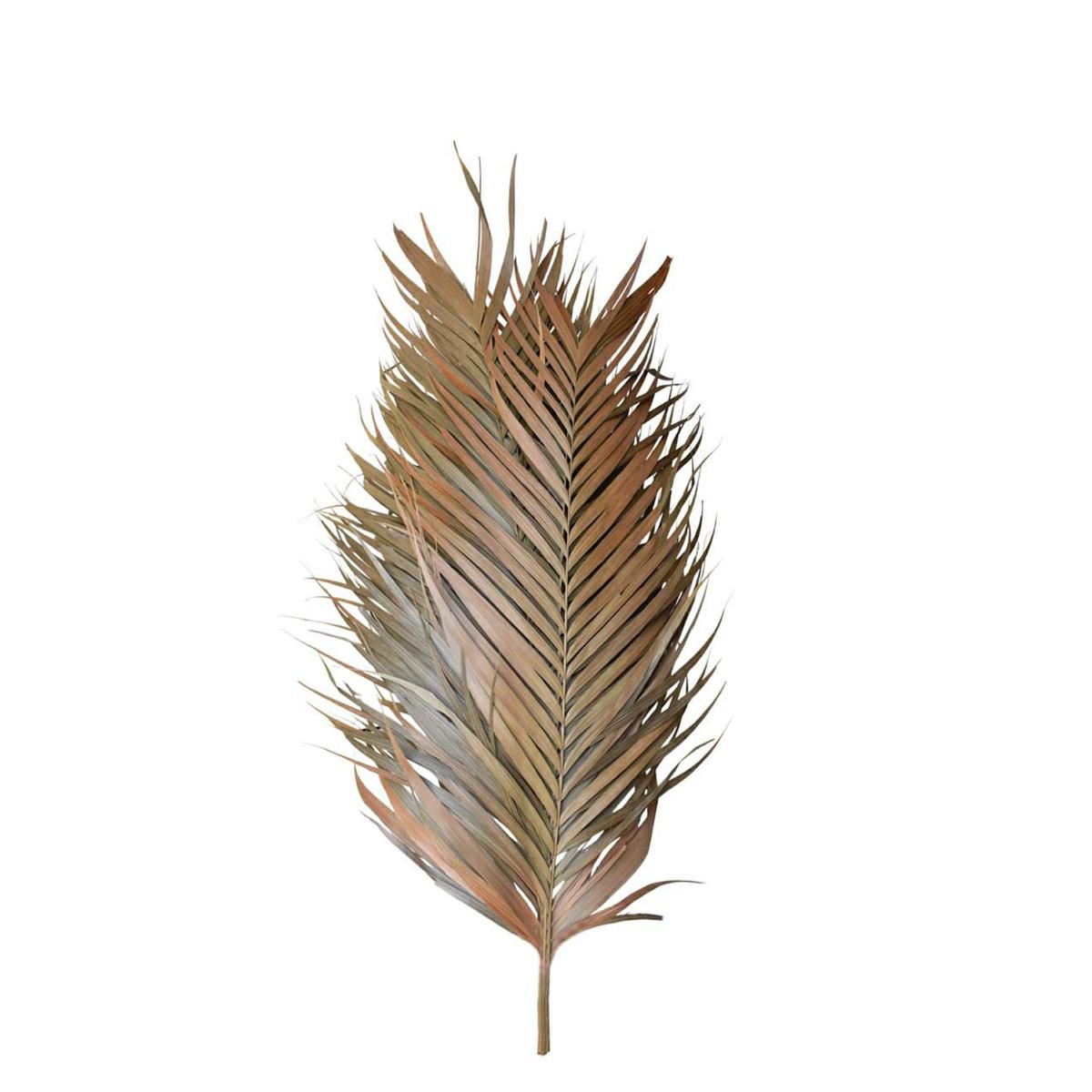 ARECA MAZZO PEZZI 7 CM.90/100 NATURALE ARECA MAZZO PEZZI 7 CM.90/100 NATURALE