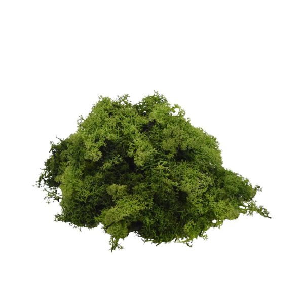 MUSCHIO NORDICO KG.1 VERDE MUSCHIO 73 MUSCHIO NORDICO KG.1 VERDE MUSCHIO 73