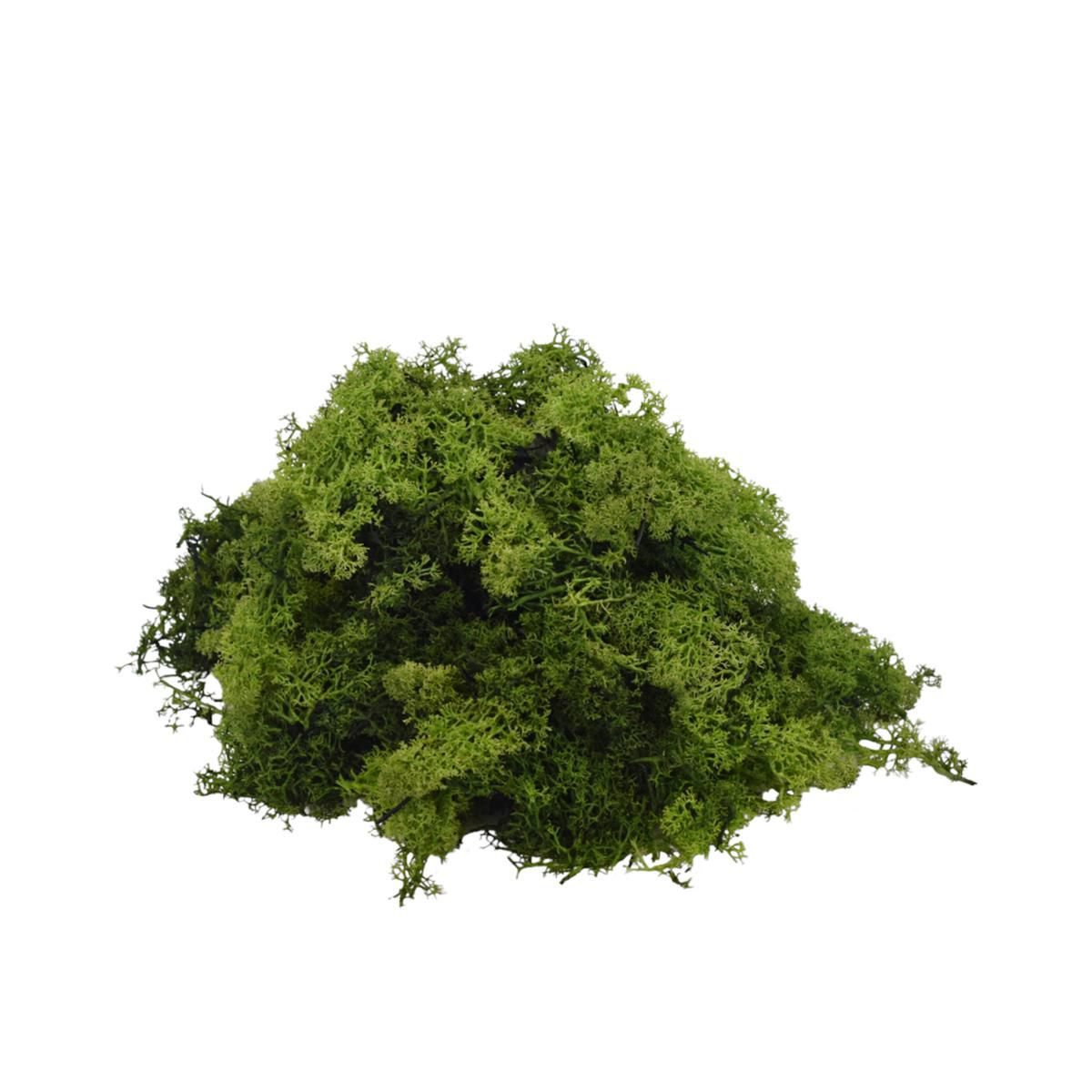 MUSCHIO NORDICO KG.1 VERDE MUSCHIO 73