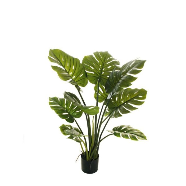 PHILODENDRO MONSTERA PIANTA C/VASO 8F CM.110 VERDE PHILODENDRO MONSTERA PIANTA C/VASO 8F CM.110 VERDE