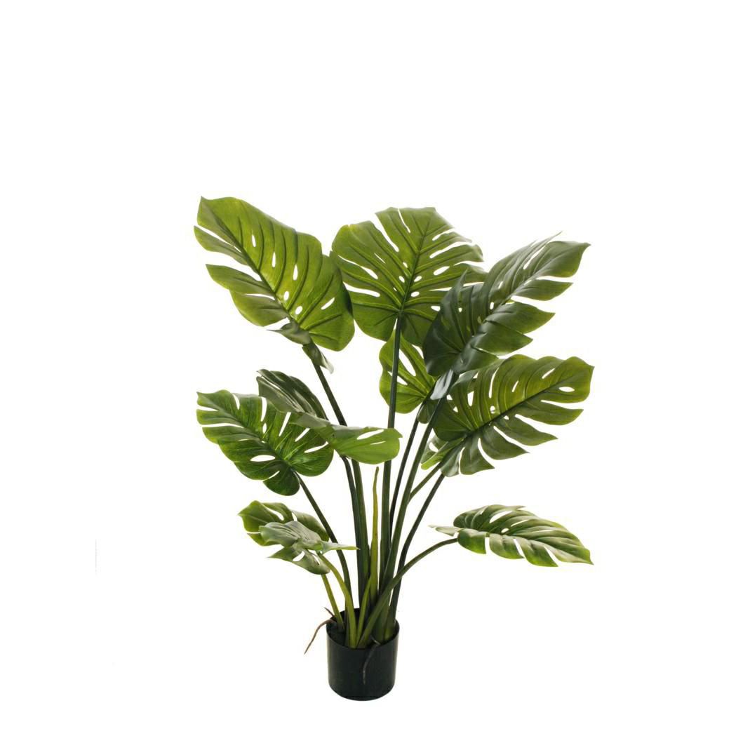 PHILODENDRO MONSTERA PIANTA C/VASO 8F CM.110 VERDE PHILODENDRO MONSTERA PIANTA C/VASO 8F CM.110 VERDE