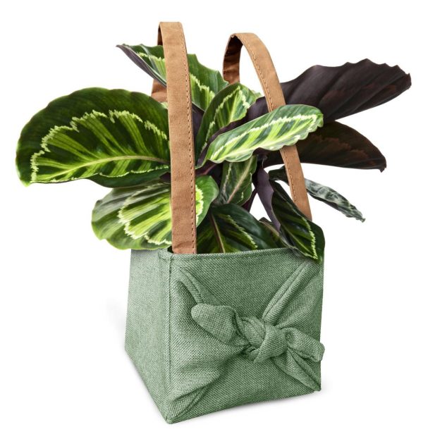 SET 10 SHOPPERS TESSUTOAMIDO DI MAIS 11,5X11,5X12 CM VERDE SET 10 SHOPPERS TESSUTOAMIDO DI MAIS 11,5X11,5X12 CM VERDE