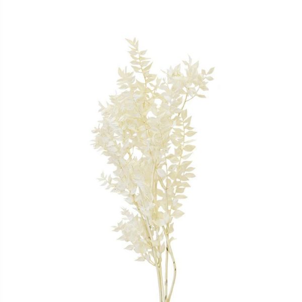 RUSCUS MAZZO PRESERVATOGR.150 CM.80 BIANCO RUSCUS MAZZO PRESERVATOGR.150 CM.80 BIANCO