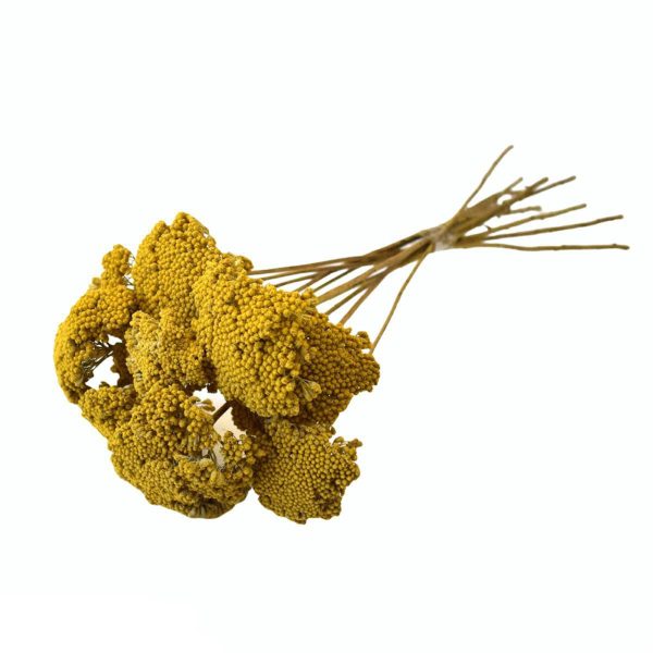 ACHILLEA MAZZO PZ.10 NATURALE ACHILLEA MAZZO PZ.10 NATURALE