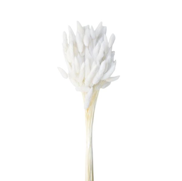 LAGURUS IN BUSTA A CONOGR.50 CM.60-70 BIANCO 01 LAGURUS IN BUSTA A CONOGR.50 CM.60-70 BIANCO 01