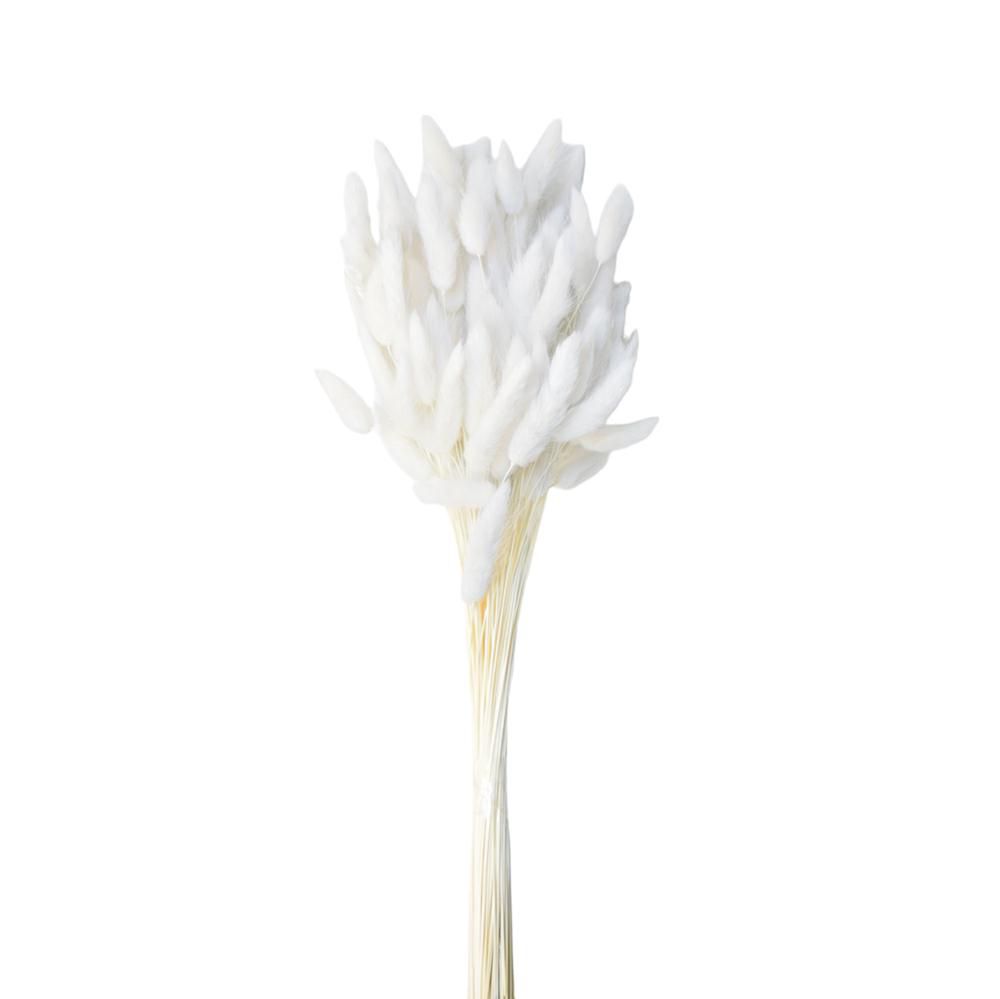 LAGURUS IN BUSTA A CONOGR.50 CM.60-70 BIANCO 01 LAGURUS IN BUSTA A CONOGR.50 CM.60-70 BIANCO 01