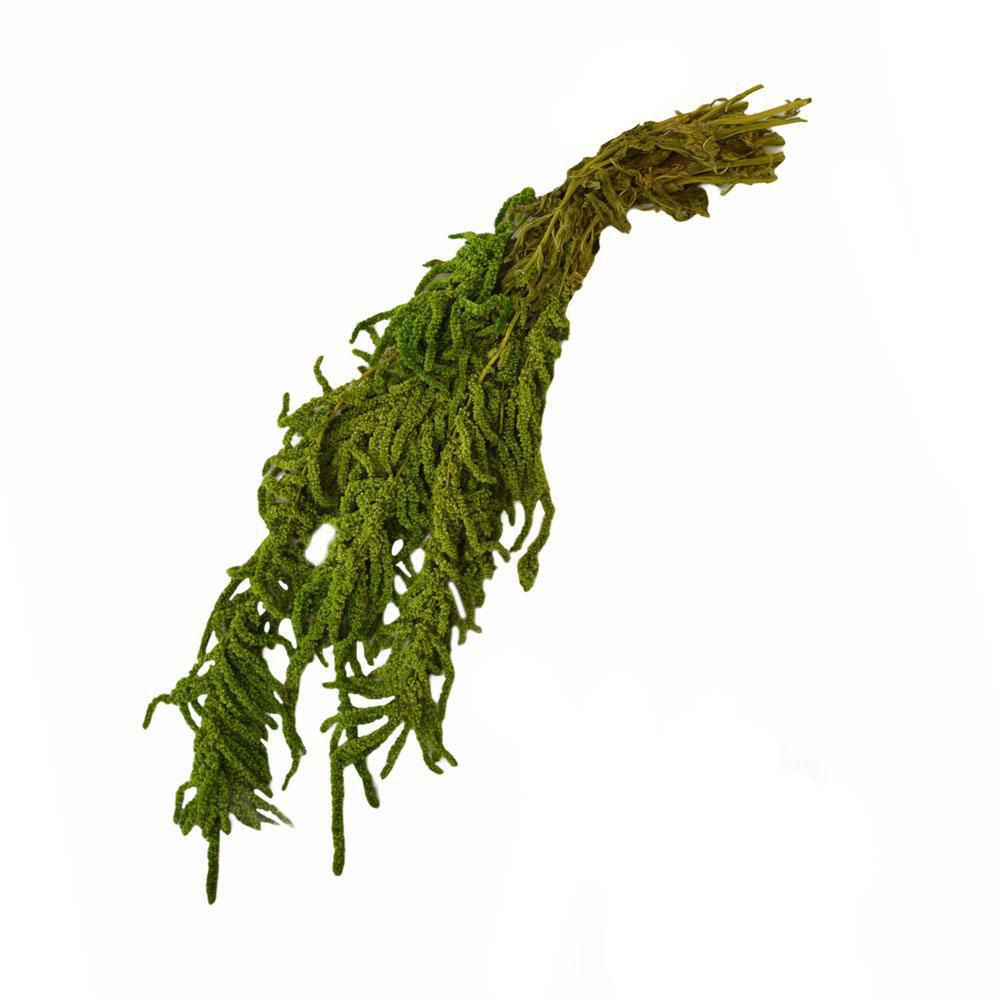 AMARANTHUS CAUD. GR.150CM.70 VERDE MELA 14 AMARANTHUS CAUD. GR.150CM.70 VERDE MELA 14