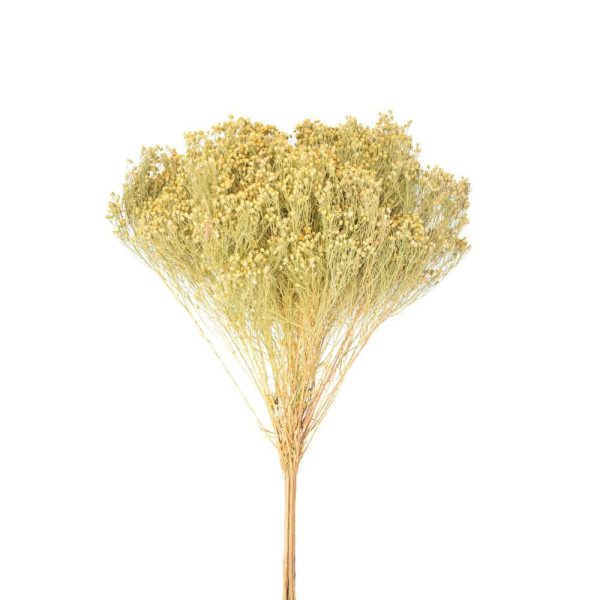 BROOM BLOOM GR.100 NATURALE BROOM BLOOM GR.100 NATURALE