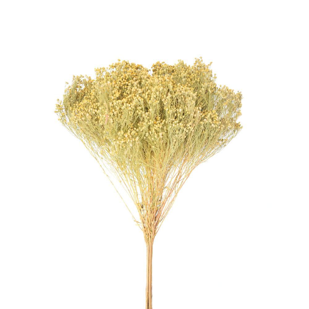 BROOM BLOOM GR.100 NATURALE BROOM BLOOM GR.100 NATURALE