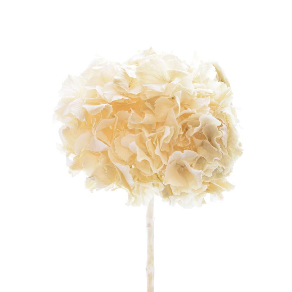 HYDRANGEA STABILIZZATA CREMA 25/P HYDRANGEA STABILIZZATA CREMA 25/P