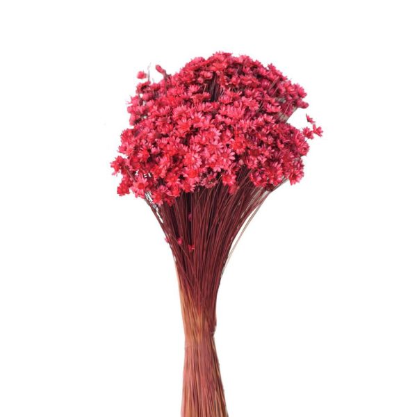 GLIXIA BREJEIRA GR.100 CM.50 BORDEAUX GLIXIA BREJEIRA GR.100 CM.50 BORDEAUX