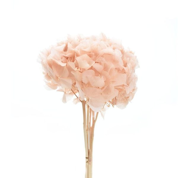 HYDRANGEA STABILIZZATA CM.30-35 ROSA BEIGE 49/P HYDRANGEA STABILIZZATA CM.30-35 ROSA BEIGE 49/P