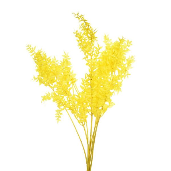 RUSCUS MAZZO PRESERVATOGR.150 GIALLO 02/P RUSCUS MAZZO PRESERVATOGR.150 GIALLO 02/P