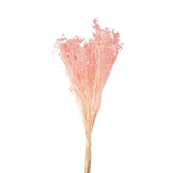 BROOM BLOOM IN BUSTA A CONO GR.100 CM.50 CIPRIA 141/P BROOM BLOOM IN BUSTA A CONO GR.100 CM.50 CIPRIA 141/P