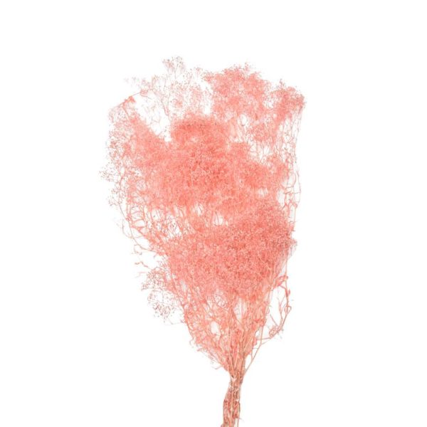 MINI GYPSOPHILA SACCHETTO GR.50 CIPRIA 141/P MINI GYPSOPHILA SACCHETTO GR.50 CIPRIA 141/P