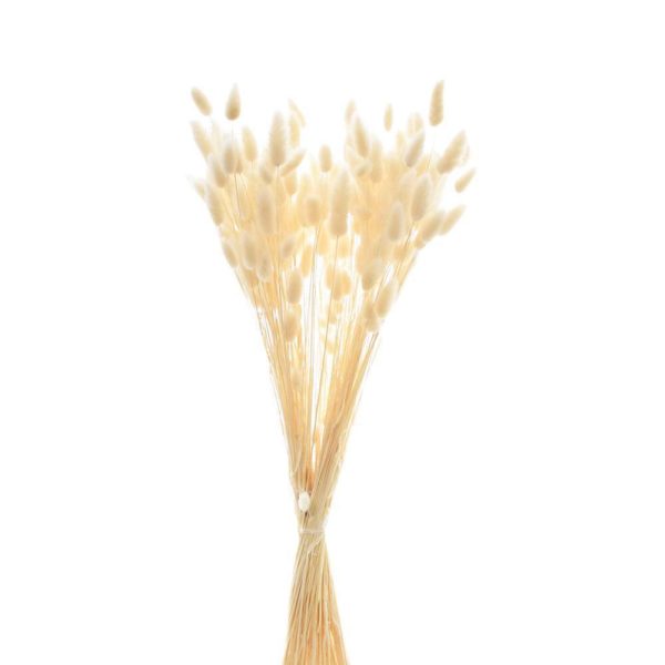 LAGURUS IN BUSTA A CONOGR.50 CM.60-70 AVORIO 25/P LAGURUS IN BUSTA A CONOGR.50 CM.60-70 AVORIO 25/P