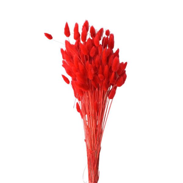 LAGURUS IN BUSTA A CONOGR.50 CM.60-70 ROSSO 10 LAGURUS IN BUSTA A CONOGR.50 CM.60-70 ROSSO 10