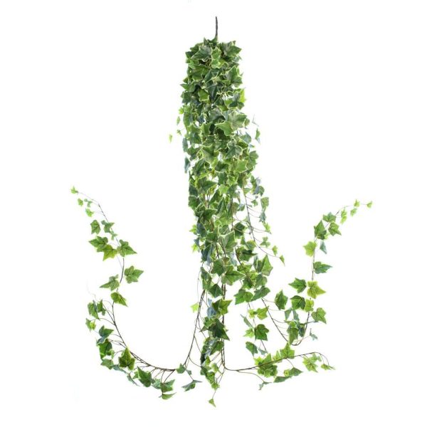 EDERA VITE MINI BUSH 423LVS CM.180 VARIEGATO EDERA VITE MINI BUSH 423LVS CM.180 VARIEGATO