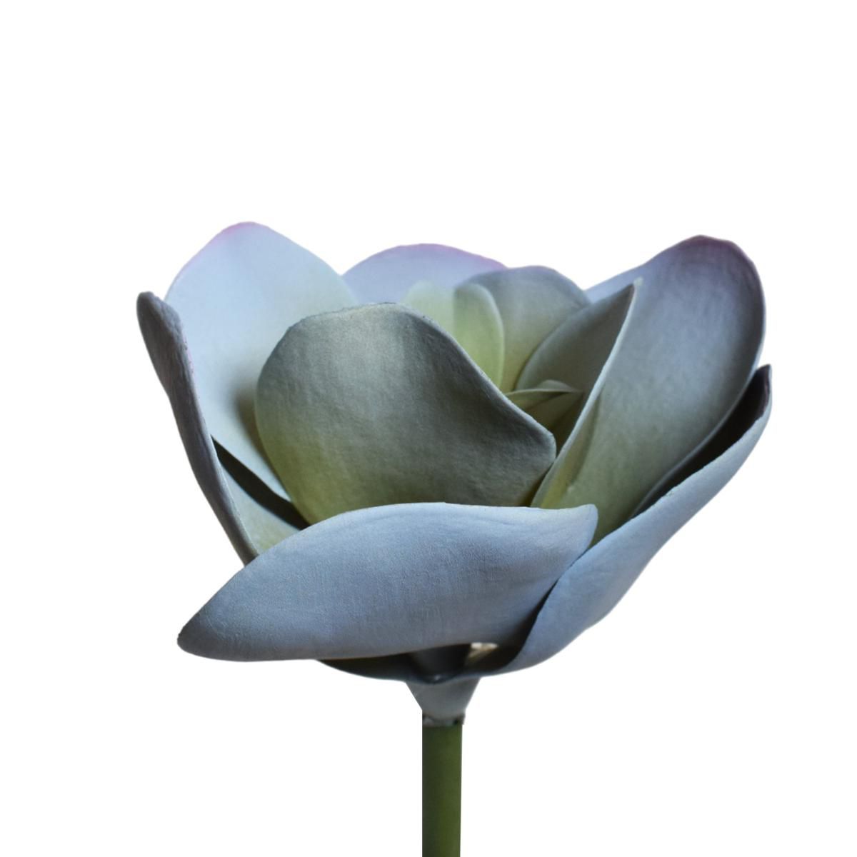 SUCCULENT ECHEVERIA CM.25 GRIGIO/VERDE