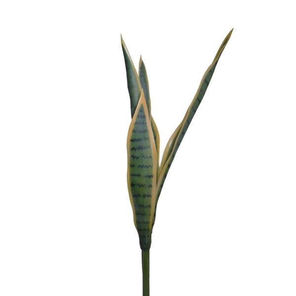 SANSEVERIA BUSH CM.68 VERDE/GIALLO SANSEVERIA BUSH CM.68 VERDE/GIALLO