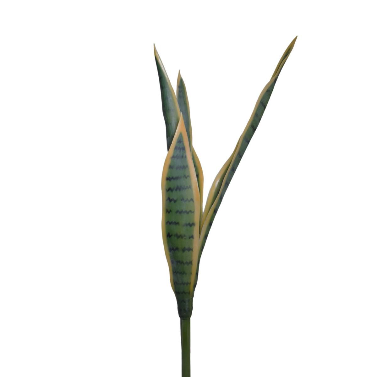 SANSEVERIA BUSH CM.68 VERDE/GIALLO SANSEVERIA BUSH CM.68 VERDE/GIALLO