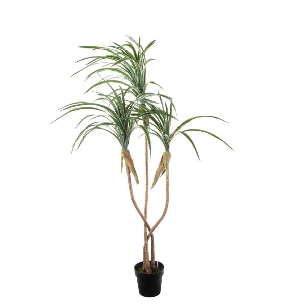 DRACENA MARGINATA PIANTA C/VASO 3X CM.180 VERDE DRACENA MARGINATA PIANTA C/VASO 3X CM.180 VERDE