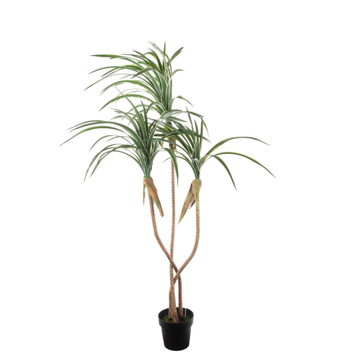 DRACENA MARGINATA PIANTA C/VASO 3X CM.180 VERDE DRACENA MARGINATA PIANTA C/VASO 3X CM.180 VERDE