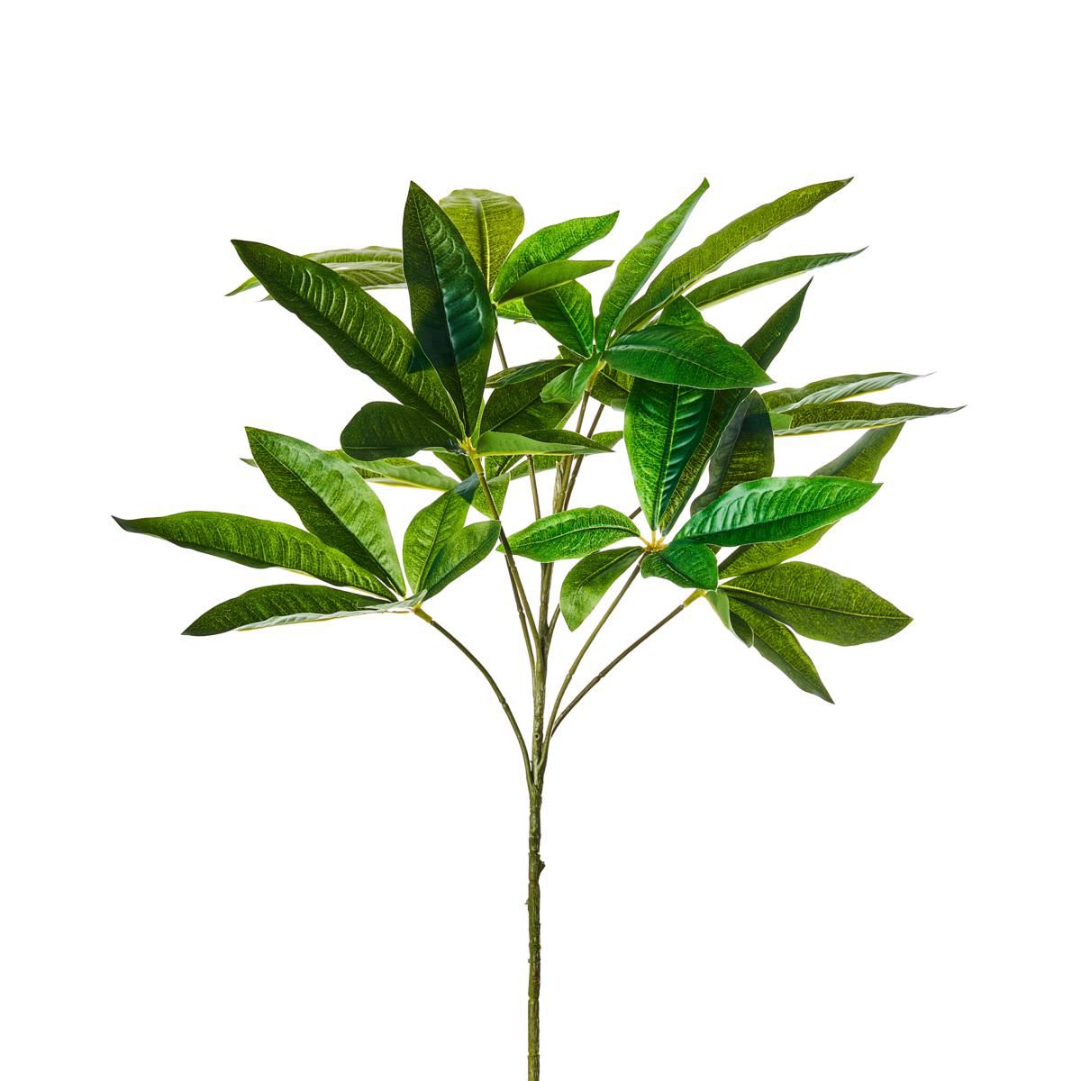 ARALIA FOGLIA 9X CM.50 VERDE