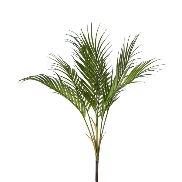 KENTIA RAMO 7X CM.70 VERDE KENTIA RAMO 7X CM.70 VERDE