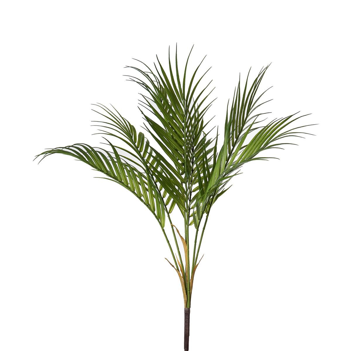 KENTIA RAMO 7X CM.70 VERDE KENTIA RAMO 7X CM.70 VERDE