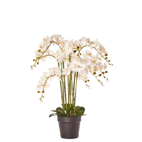 PHALAENOPSIS PIANTA C/VASO CM.90 BIANCO PHALAENOPSIS PIANTA C/VASO CM.90 BIANCO