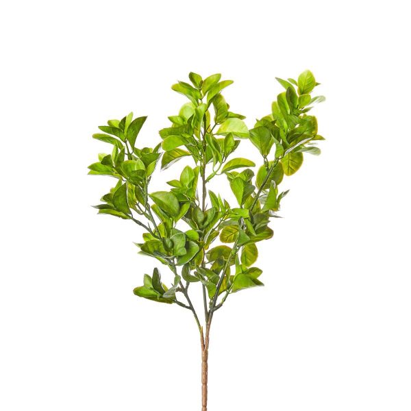 RUSCUS BUSH CM.44 VERDE RUSCUS BUSH CM.44 VERDE