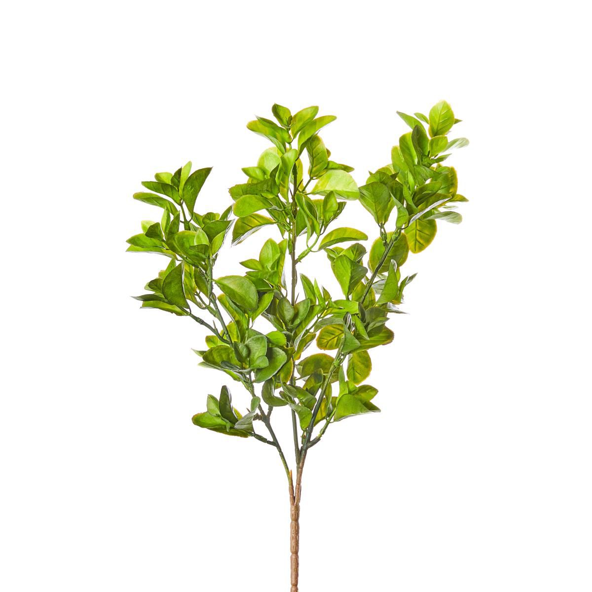 RUSCUS BUSH CM.44 VERDE RUSCUS BUSH CM.44 VERDE