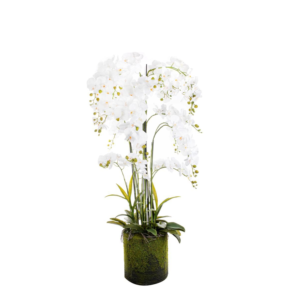 PHALAENOPSIS PIANTA C/VASO CM.150 BIANCO