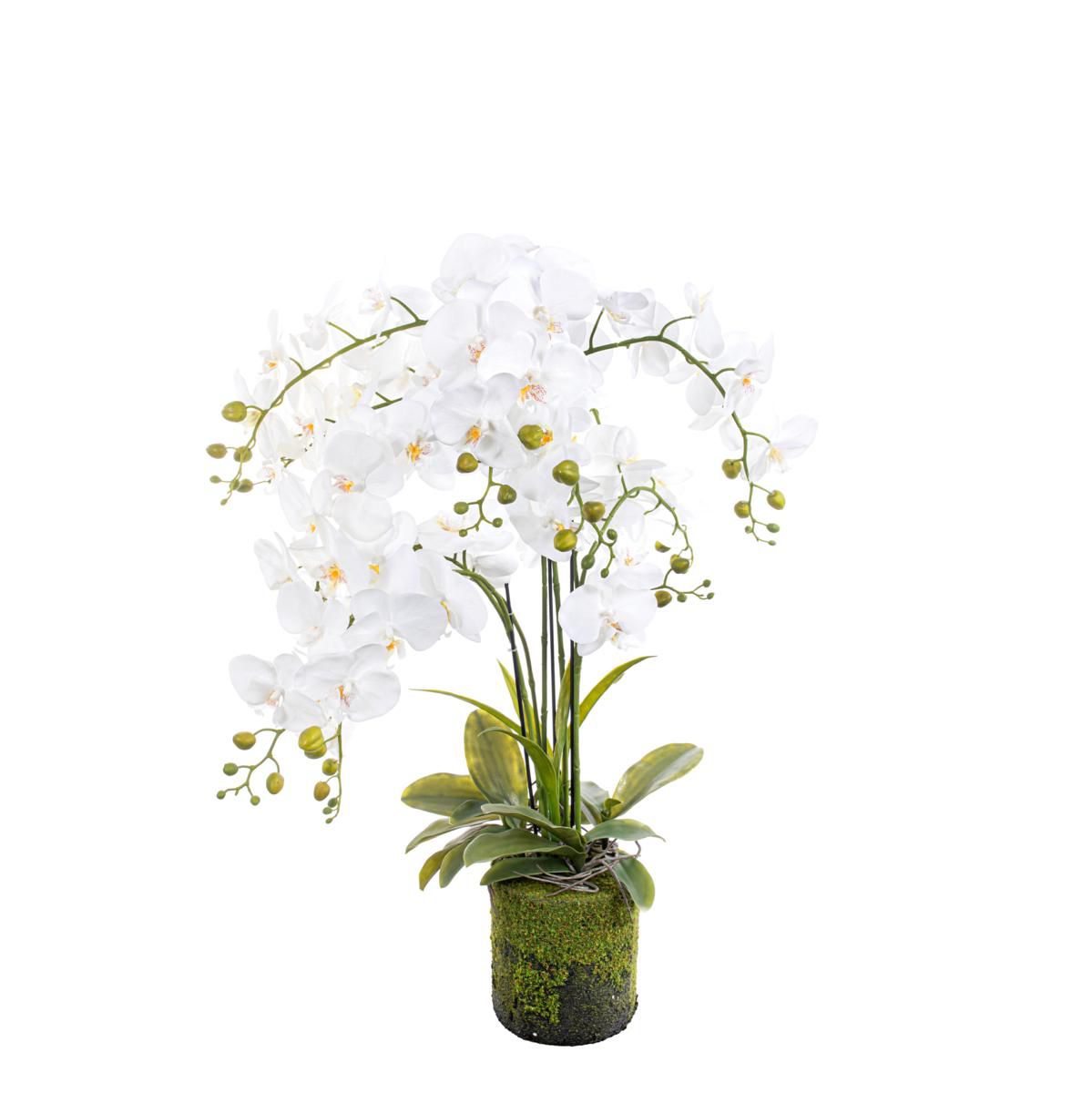 PHALAENOPSIS PIANTA C/VASO CM.120 BIANCO PHALAENOPSIS PIANTA C/VASO CM.120 BIANCO