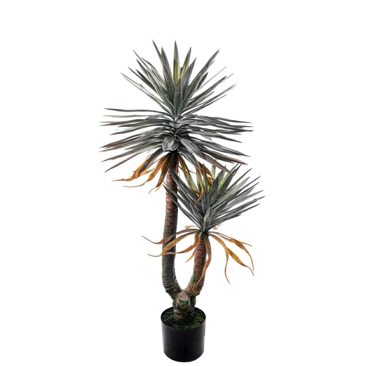 DRACENA PIANTA C/VASO CM.150 VARIEGATO DRACENA PIANTA C/VASO CM.150 VARIEGATO