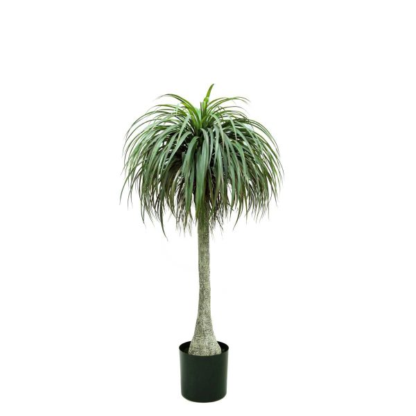 YUCCA ALOIFOLIA PIANTA C/VASO CM.180 VERDE YUCCA ALOIFOLIA PIANTA C/VASO CM.180 VERDE