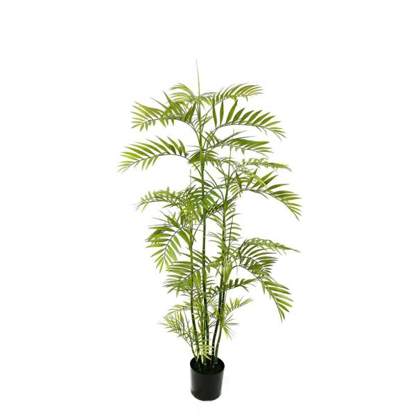 ARECA PIANTA C/VASO CM.177 VERDE ARECA PIANTA C/VASO CM.177 VERDE