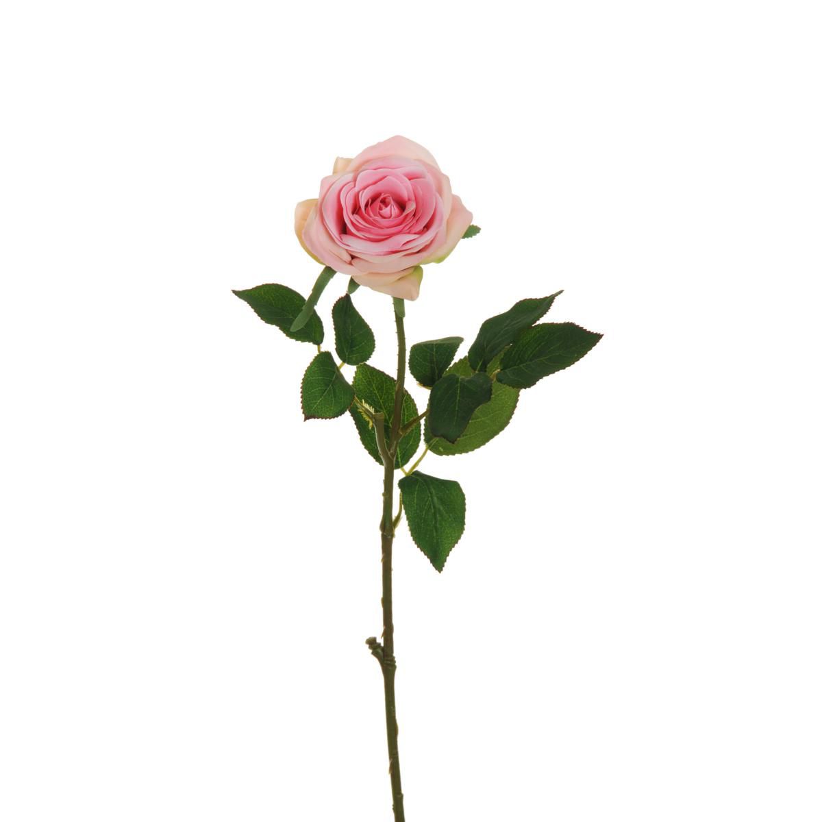 ROSA ECUADOR 1F CM.65 ROSA/VERDE ROSA ECUADOR 1F CM.65 ROSA/VERDE