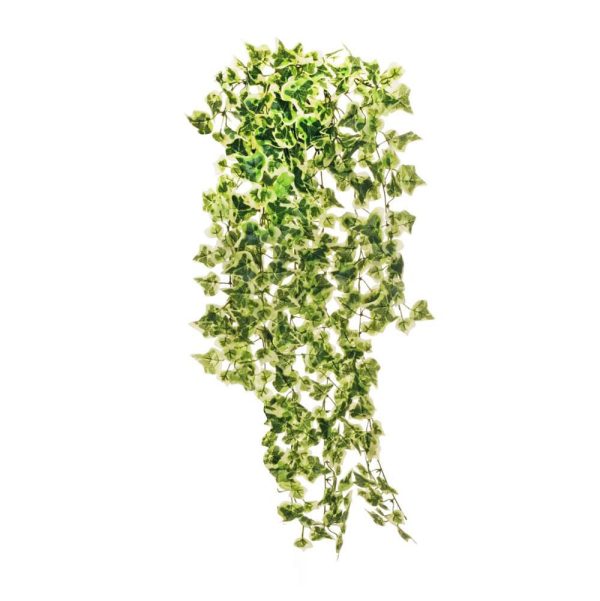 EDERA BUSH 400LVS 12X CM.75 VARIEGATO EDERA BUSH 400LVS 12X CM.75 VARIEGATO