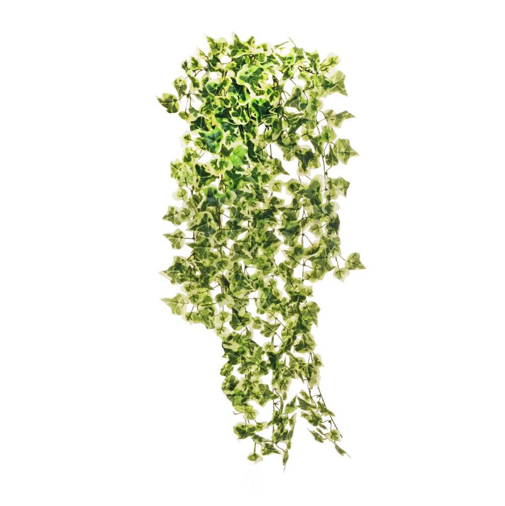 EDERA BUSH 400LVS 12X CM.75 VARIEGATO