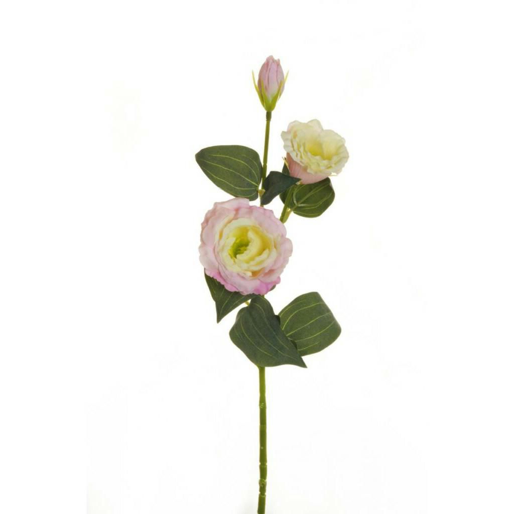 LISIANTHUS SPRAY 2F 1B CM.71 CREMA/ROSA LISIANTHUS SPRAY 2F 1B CM.71 CREMA/ROSA