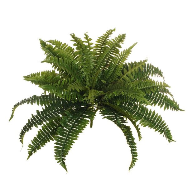 FELCE BOSTON PIANTA 36FNATURALI CM.60 VERDE FELCE BOSTON PIANTA 36FNATURALI CM.60 VERDE