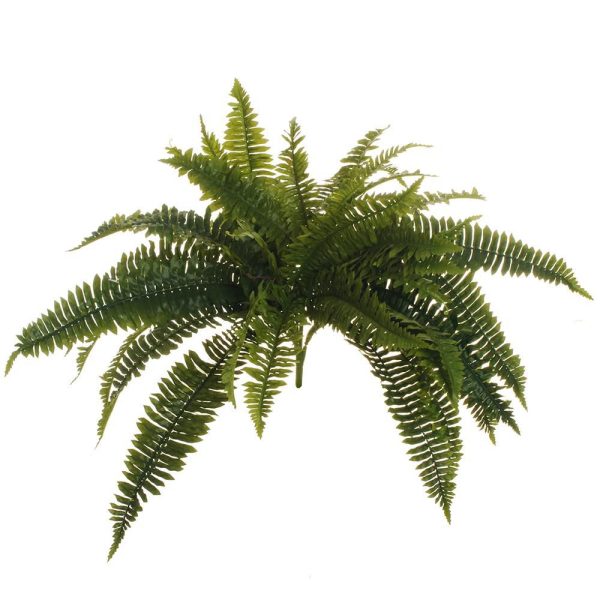 FELCE BOSTON FERN BUSH 42F CM.60 VERDE FELCE BOSTON FERN BUSH 42F CM.60 VERDE