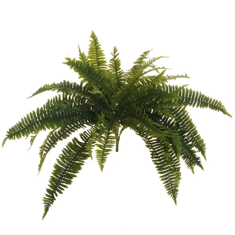 FELCE BOSTON FERN BUSH 42F CM.60 VERDE FELCE BOSTON FERN BUSH 42F CM.60 VERDE